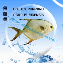 Golden pompano