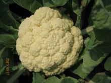 Fresh Cauliflower