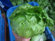 Fresh Lettuce