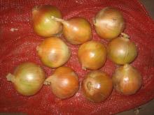 Fresh Onion