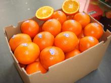 new crop navel orange