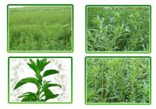 Stevia extract