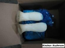 fresh pleurotus eryngii mushroom