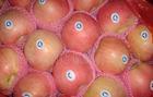 2012 chinese fuji apple