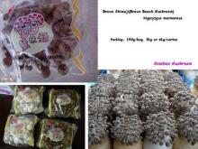 Brown Beech Mushroom