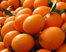 sweet navel orange