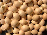 Gingko Nuts