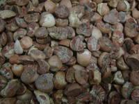 Betel Nuts Dry