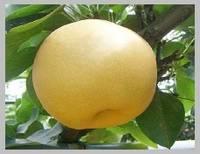 Pear