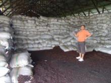  PALM   KERNEL   SEED 