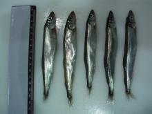 Capelin