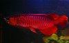 Arowana fish