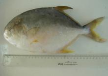 golden pomfret