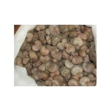 Raw Cashew Nuts with shell