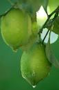 QUALITY GREEN LEMONS WITH BEST PRICE FOR SALE