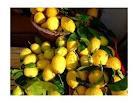 QUALITY YELLOW LEMONS FOR SALE