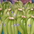 FRESH BANANA FOR SALE