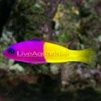 Marine  Aquarium   Fish 