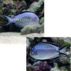 watanabei angelfish