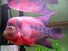 FLOWER HORN FISH