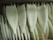 squid tube
