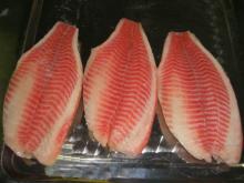 frozen tilapia fillet