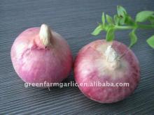 2011 fresh onion