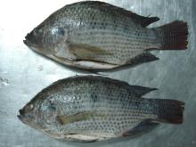 frozen whole tilapia