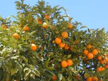Maroc Late, Valencia Orange