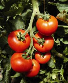 Fresh Tomato