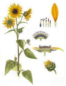 Sunflower  Oil 