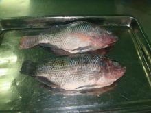 Frozen Tilapia Whole Round