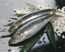 Frozen W/R Sardine fish Sea Caught