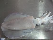 Seafood Frozen Squid whole round