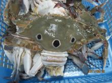 Frozen three spotted Crab