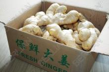 Ginger