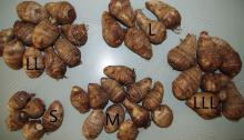 Fresh Taro