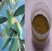 Olive Leaf P.E.