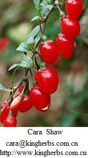 King herb s offer China  Fructus  Lycii Extract