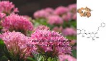 Offer China Rhodiola Rosea Extract