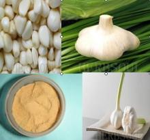 Garlic P.E.