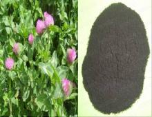 Red Clover P.E