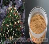 Rhodiola Rosea P.E