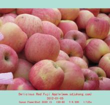 Fresh Yantai Fuji Apple