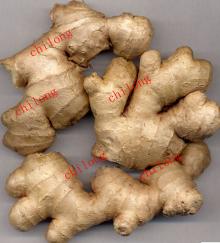 fresh ginger