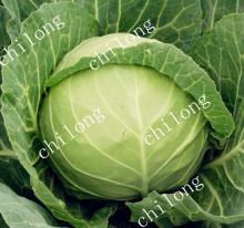 chinese fresh green cabbage