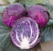 fresh purple cabbage