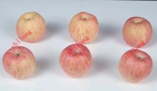 fuji apples