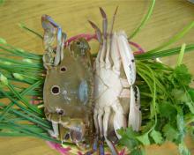 Frozen  Three - spot ted  Crab 