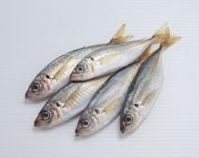 Frozen Jack Mackerel